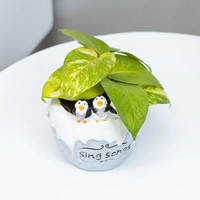 Green Money Plant In Singing Penguin Pot