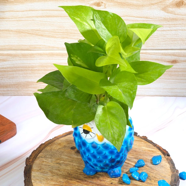 Blue Owl Pot With Golden Money Plant