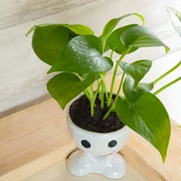 Funny Potted Golden Money Plant