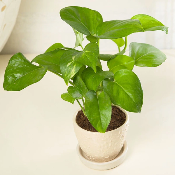 Favourable Green Money Plant