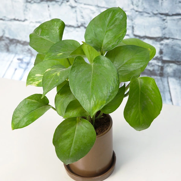 Bright Green Money Plant