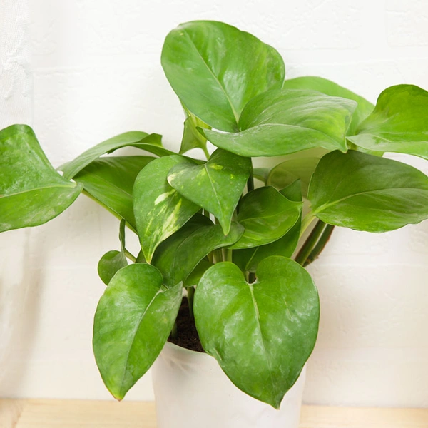 Lucky Green Money Plant