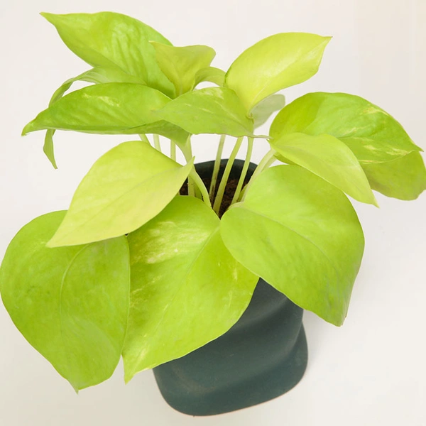 Vaastu Special Money Plant