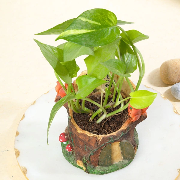 Money Plant in Squirrel Home