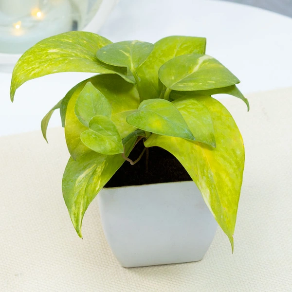 Green Money Plant In White Pot