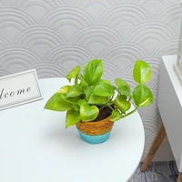 Money Plant Potted In Duo-Colored Pot