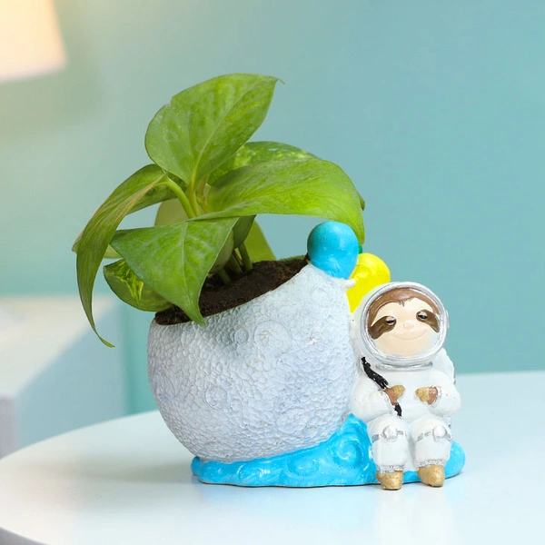 Astronaut Money Plant