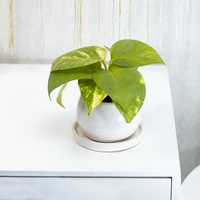 Momentous Money Plant In Ceramic Vase