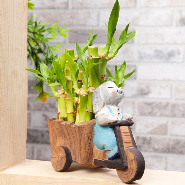 Lucky Bamboo In Bunny Scooter