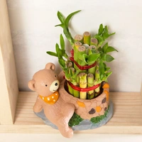 Cute Teddy Bear Potted Lucky Bamboo