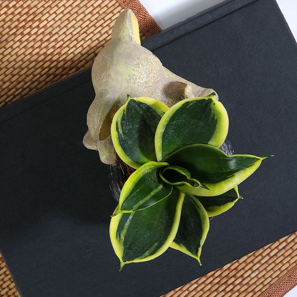 Baby Elephant Sansevieria Lotus plant