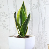 Sansevieria Lotus In White Pearl Pot
