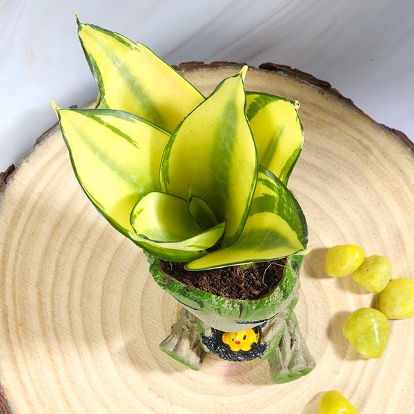 Golden Sanseveria in Happy Groot