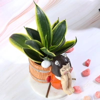 Golden Lotus Sansevieria Plant In Basket Girl