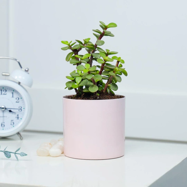 Jade Plant in Cute Pink Pot