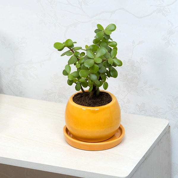 Jade In Ceramic Pot