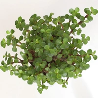Excellent Jade Plant
