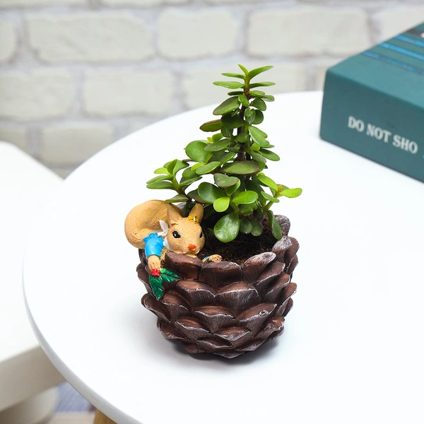 Jade Plant In Squirrel Coconut