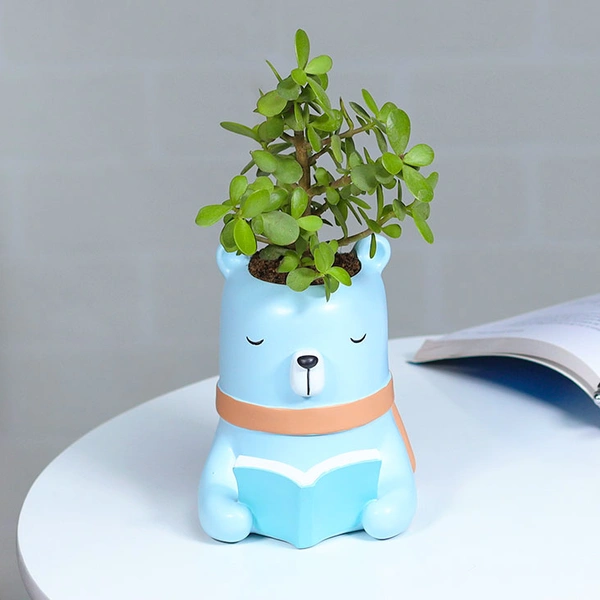 Jade Plant For Intelligent Friend