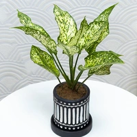 Snow White Aglonema For Indoors