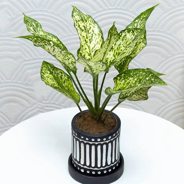 Snow White Aglonema For Indoors