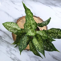 Snow White Aglonema in White Pot