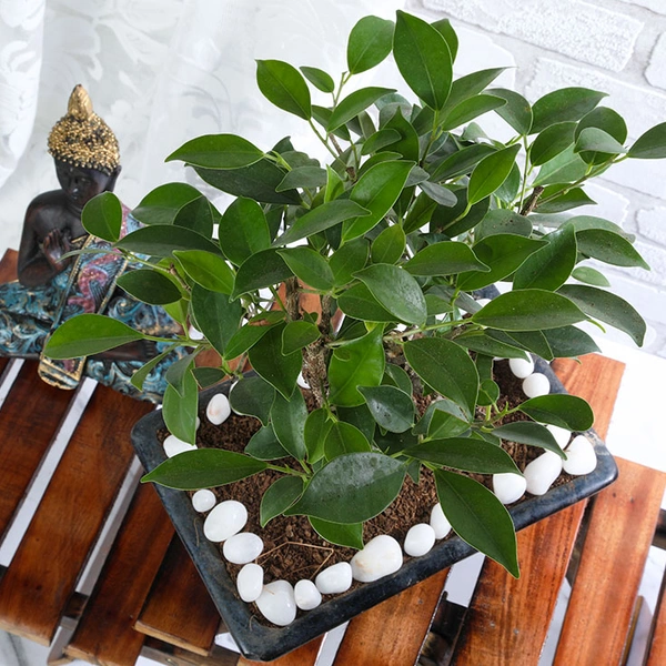 Ficus I Shape Bonsai in Black Pot
