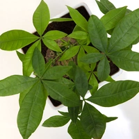 Admirable Pachira Plant