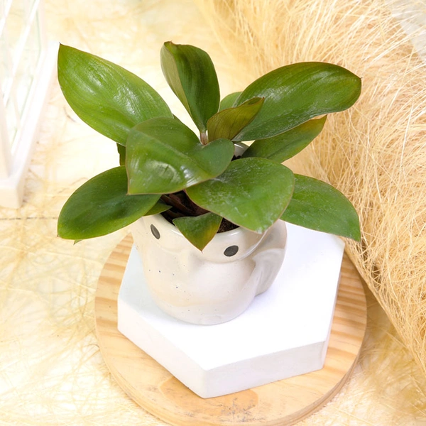 Multipurpose Philodendron Plant