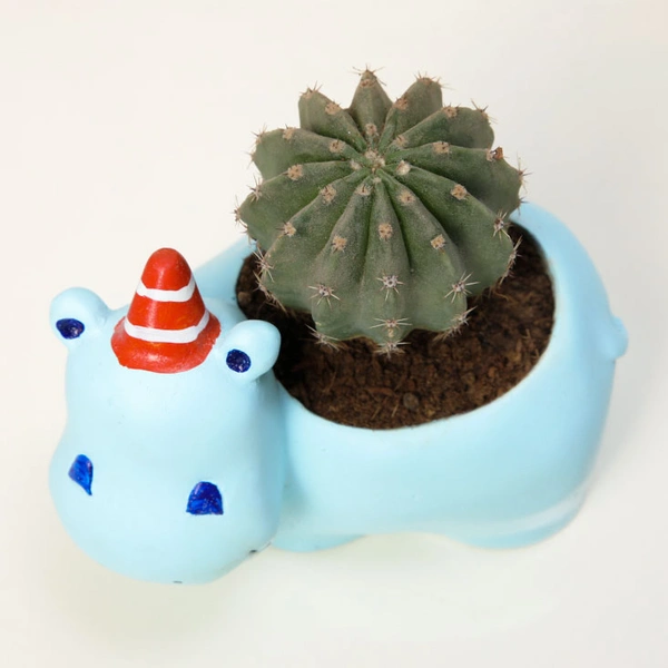 Incredible Ball Cactus In Happy Hippo