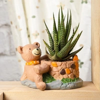 Haworthia In Sitting Bear Pot