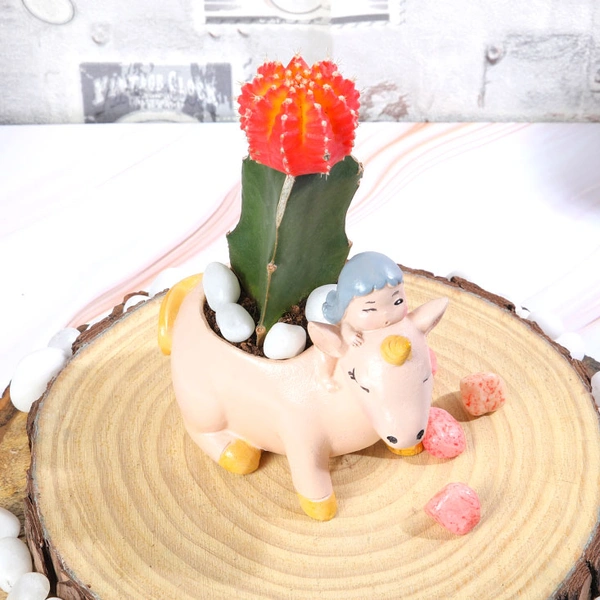 Moon Cactus In Unicorn
