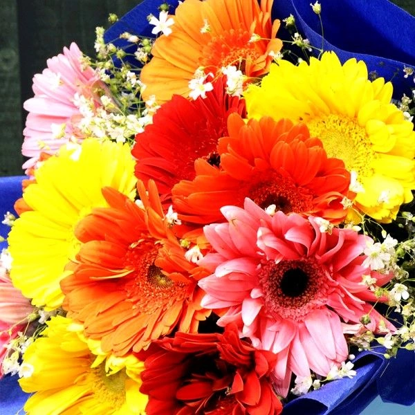 12 Mix Gerberas Bouquet