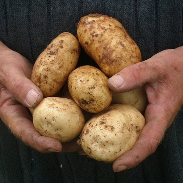 New Potato - 1kg