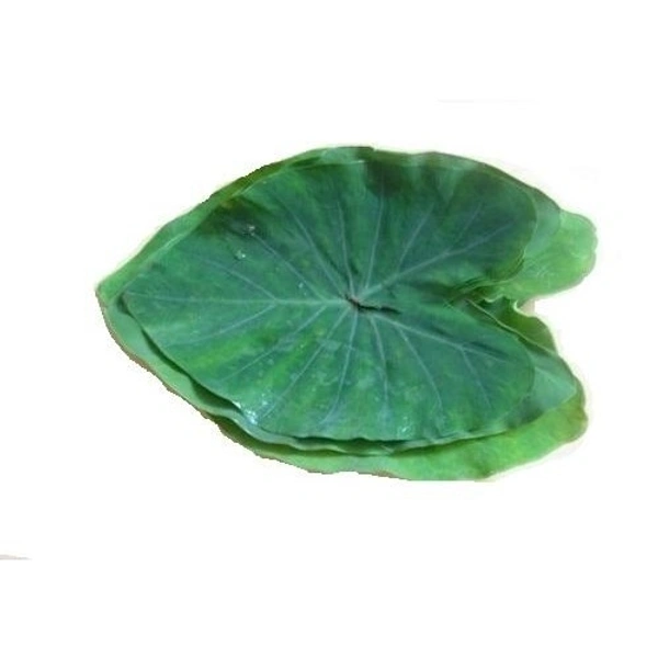 Arbi Leaf