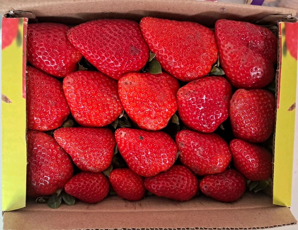 Premium Strawberry 