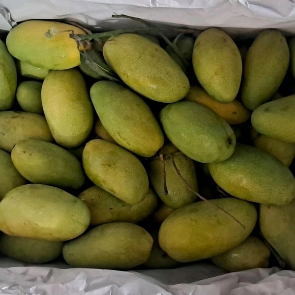 Milkhi - Dasheri Mango - 1kg