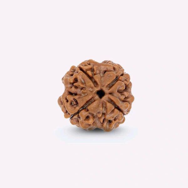 4 Mukhi Nepali Rudraksha