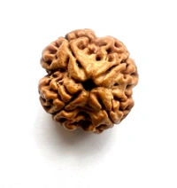 4 Mukhi Nepali Rudraksha