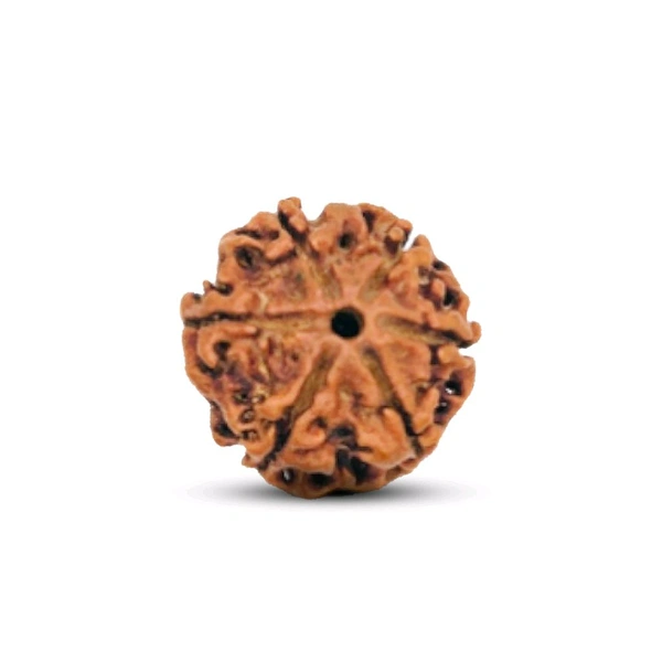 6 Mukhi Nepali Rudraksha