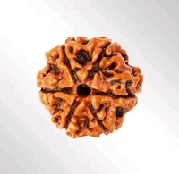 6 Mukhi Nepali Rudraksha