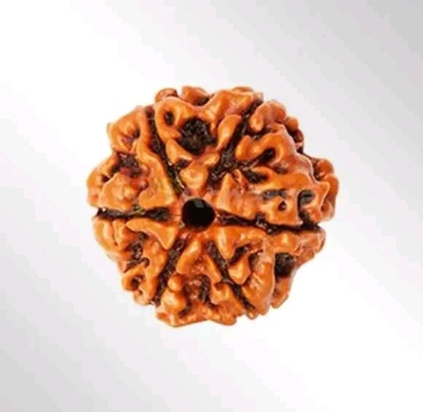 6 Mukhi Nepali Rudraksha
