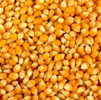 Best Quality Sweet Corn Seeds 200 Rs. Kg