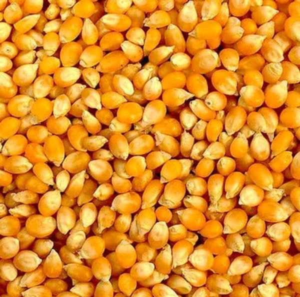 Best Quality Sweet Corn Seeds 200 Rs. Kg
