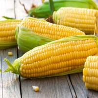 Best Quality Sweet Corn Seeds 200 Rs. Kg