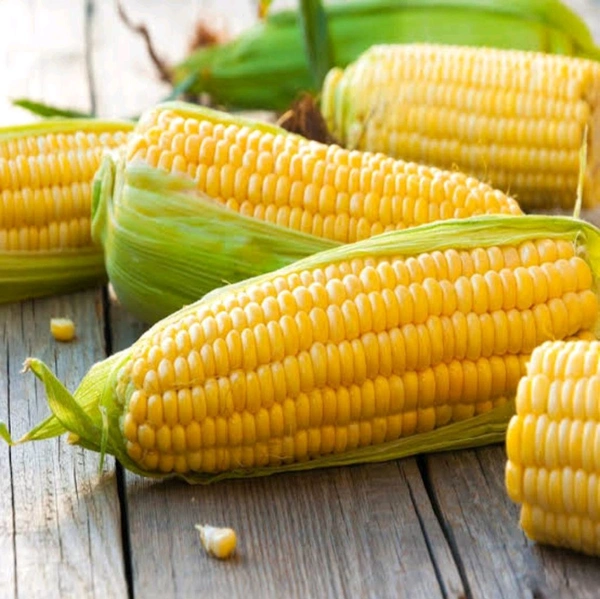 Best Quality Sweet Corn Seeds 200 Rs. Kg