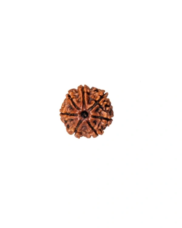 7 Mukhi Nepali Original Rudraksha