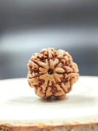 7 Mukhi Nepali Original Rudraksha
