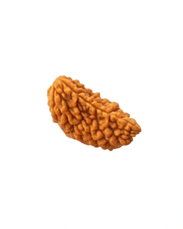 1 Mukhi Nepali Original Rudraksha
