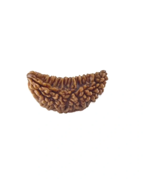 1 Mukhi Nepali Original Rudraksha